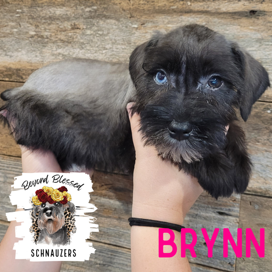 Brynn