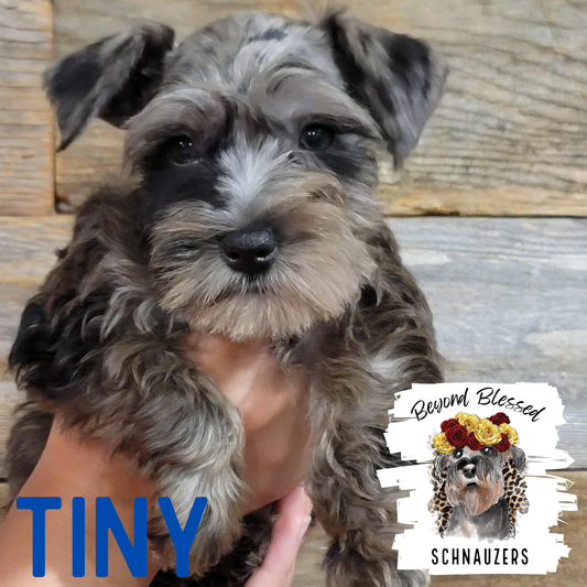 Tiny