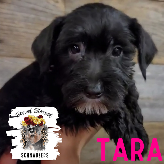 Tara