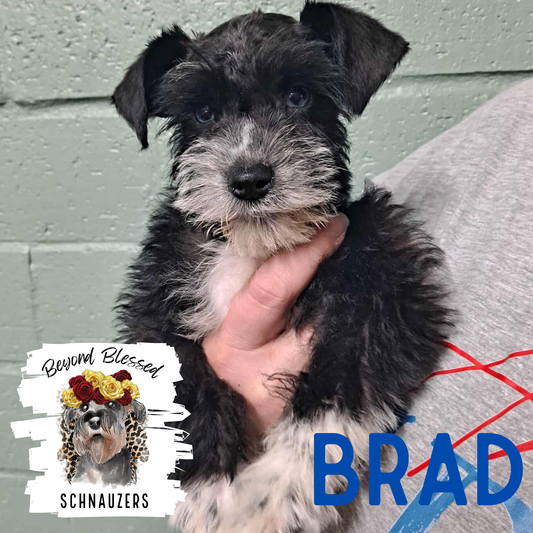Brad