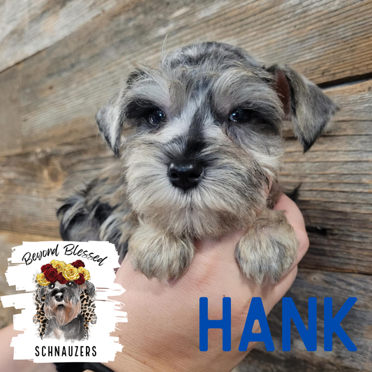 Hank