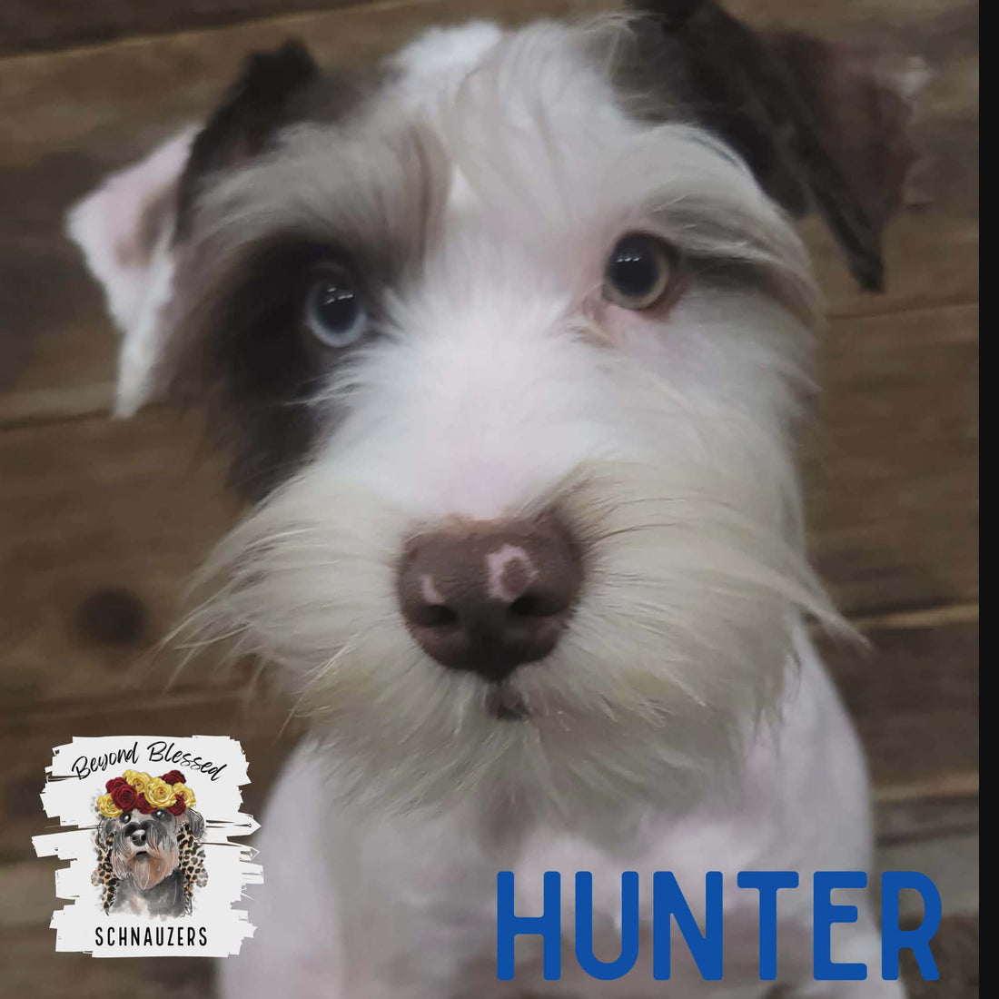 Hunter