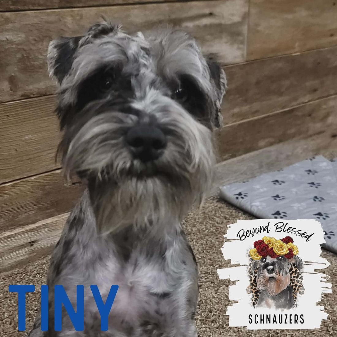Tiny