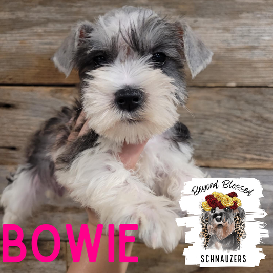 Bowie