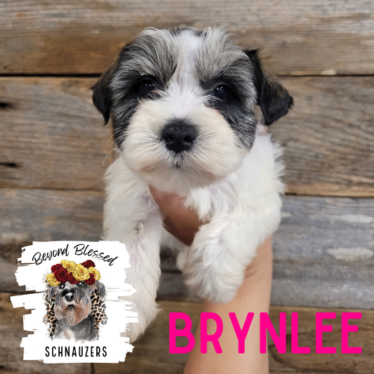 Brynlee