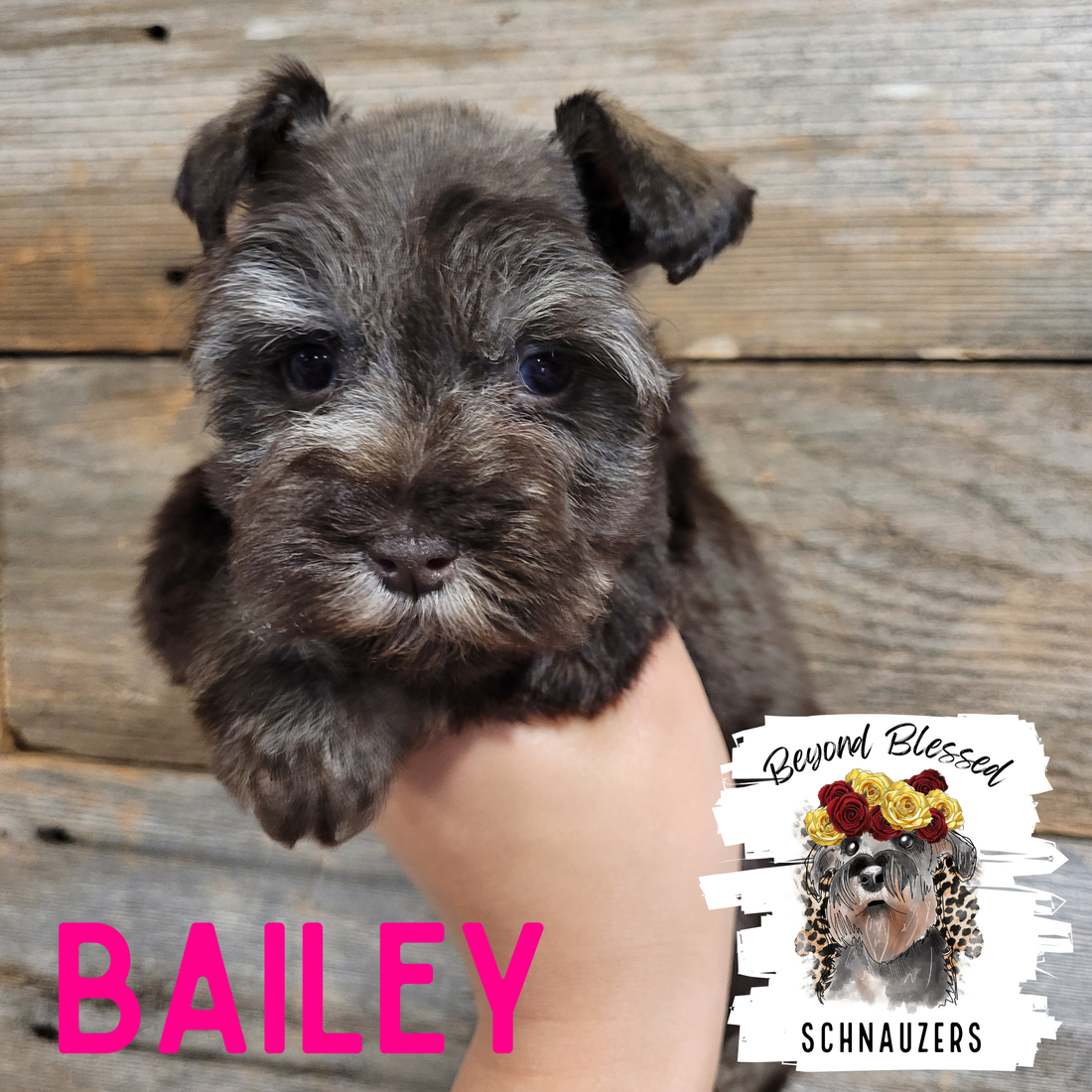 Bailey