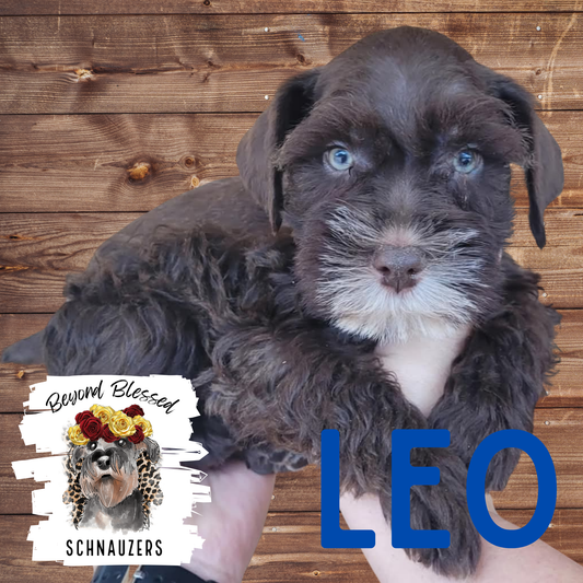 Leo