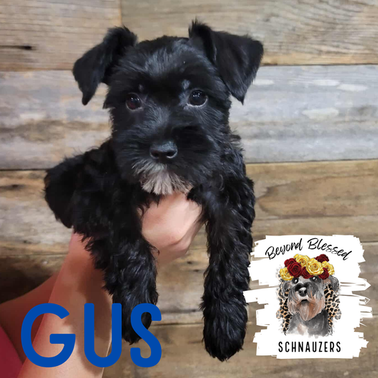 Gus