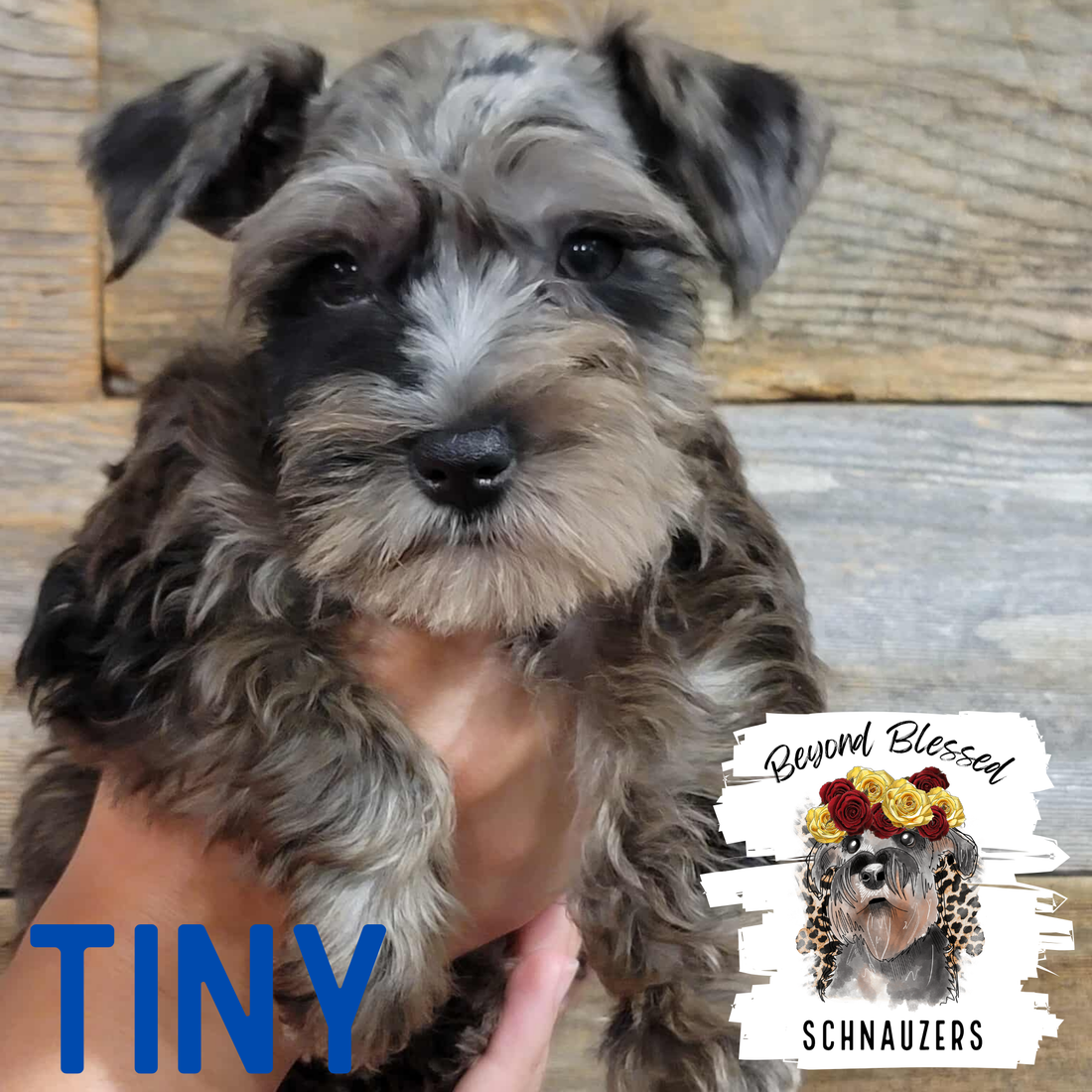 Tiny