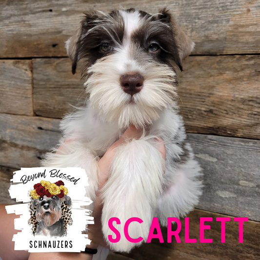 Scarlett