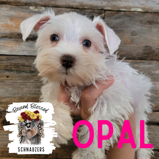 Opal