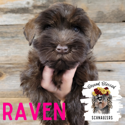 Raven