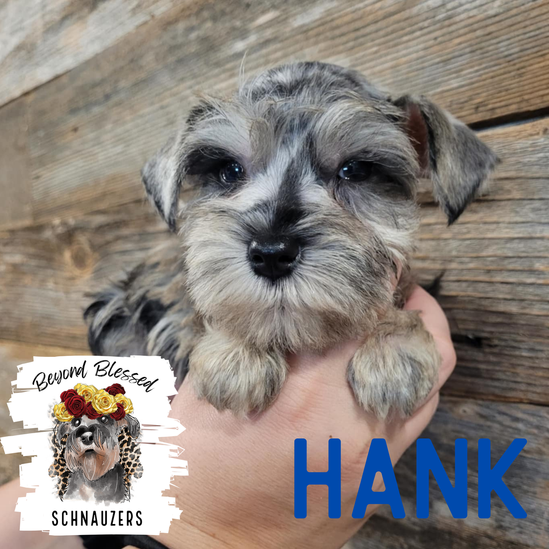 Hank